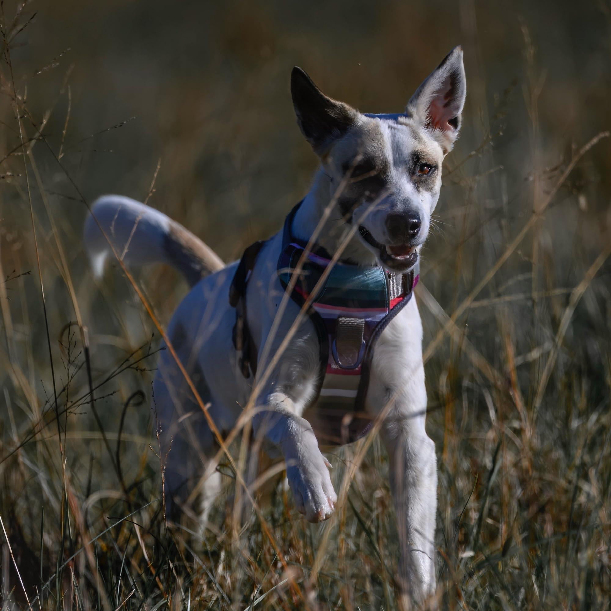 Embark Adventure Dog Harness For Small  Medium & Large Dogs - No Pull Reflective Trim Heavy Duty Oxford 2 Leash Clips Gel-lined Handle Soft Padded