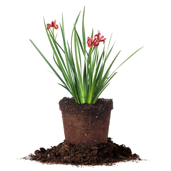 Perfect Plants Red Velvet Elvis Iris 1 Gallon
