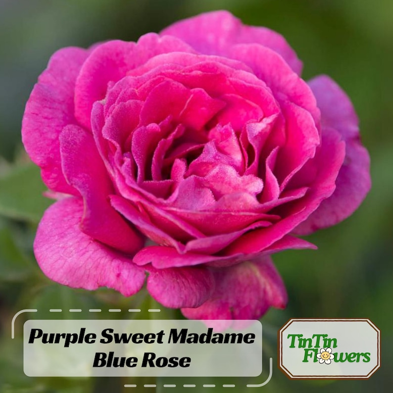 30 Seeds Sweet Madame Blue Rose Seeds Perennial Mix for Late Winter to Early Spring Planting