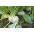 thumbnail image 3 of 300 Seeds WHITE EGG TURNIP Brassica Rapa Vegetable Seeds, 3 of 11