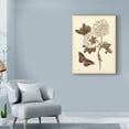 thumbnail image 3 of Trademark Fine Art 'Nature Study in Sepia IV' Canvas Art by Maria S. Merian, 3 of 4