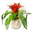 thumbnail image 2 of T&C Floral Company 13 x 11 in. Bromeliad In Glass Jar With Cream Moss - Red, 2 of 2