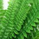 thumbnail image 1 of OHOIOLLA Planta Colgante Artificial Verde Para Interior Y Eventos Con Hoja De Helecho, 1 of 8