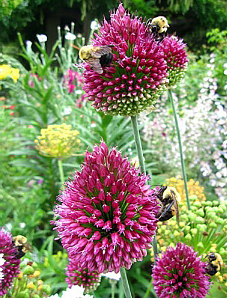 Drumsticks Allium sphaerocephalon 30 Bulbs Persian Onion 6/+ cm