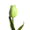 thumbnail image 4 of 5 Mini Tulips Mw08081 Clearance! Nomeni Artificial Flowers Bouquet Floral Wedding Bouquet Party Home Decor, Fake Flowers Promotion Sale! Green, 4 of 4