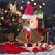 thumbnail image 5 of Mascota gorro navideño y traje de capa traje navideño de gato MFZFUKR CPB-US-XD1467-4, 5 of 5