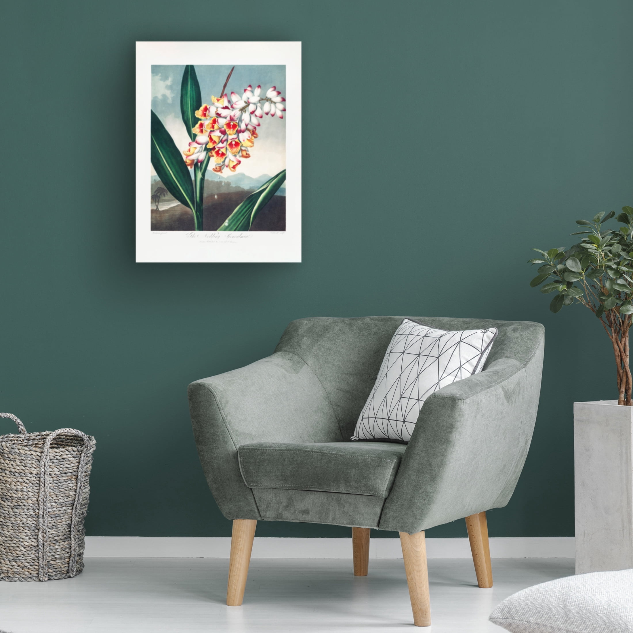 Trademark Fine Art Pictufy The Nodding Renealmia from The Temple of Flora 1807 Canvas Wall Art
