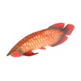 thumbnail image 1 of Figuras de animales marinos Zulema Juguete de Plástico para criaturas de 08, 1 of 7