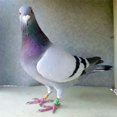 thumbnail image 2 of kurtrusly 100Pcs 2022 Aluminium Colombe Pigeon de Course Pied Bagues 8mm Blanc, 2 of 9