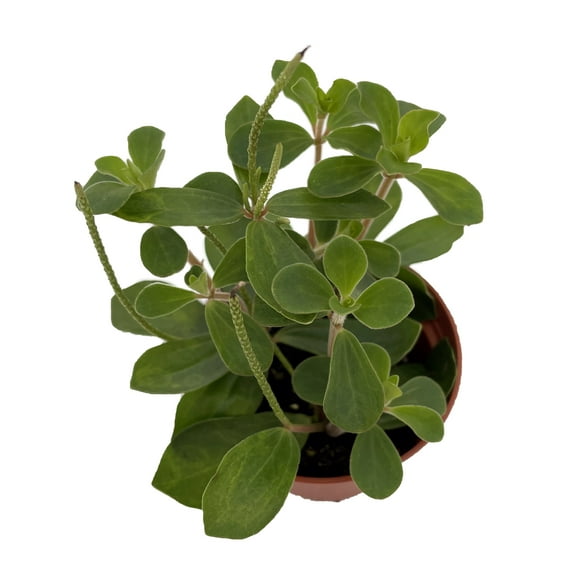 Belly Button Peperomia Plant - Peperomia verticillata - 2.5" Pot