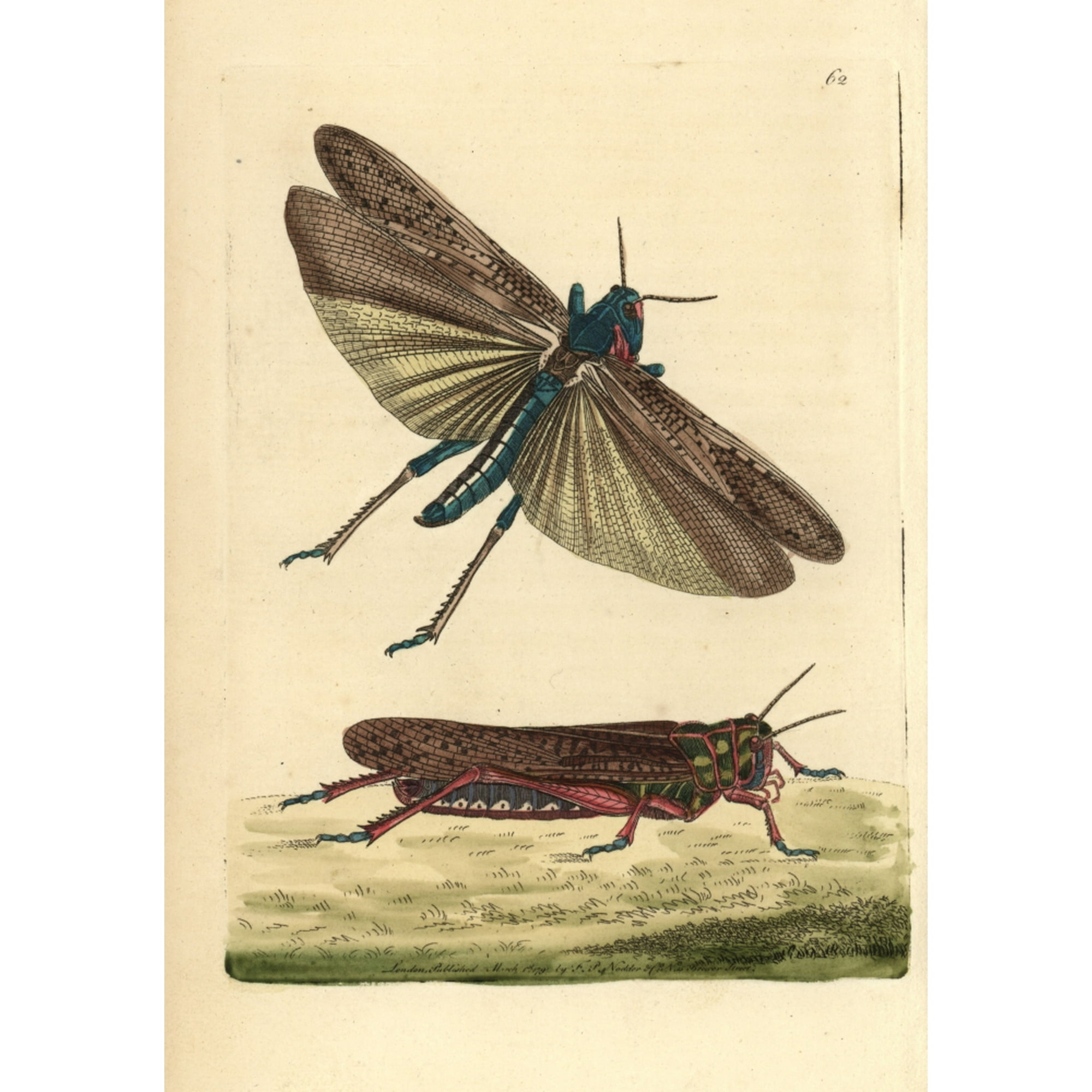 Wandering Or Migratory Locust, Gryllus Migratoria Poster Print By