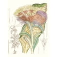 thumbnail image 2 of Curtis  12x14 Gold Ornate Wood Framed with Double Matting Museum Art Print Titled - Tropical Variety IX, 2 of 4