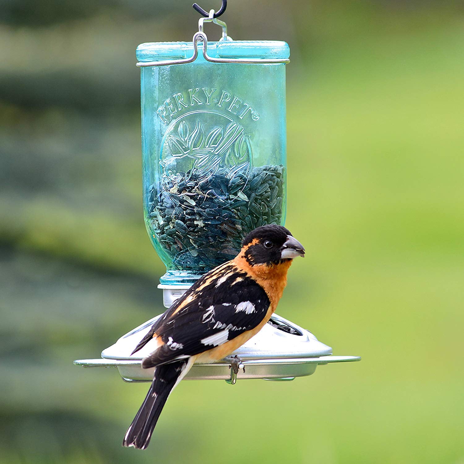 Perky-Pet Mason Jar Wild Bird Seed Feeder