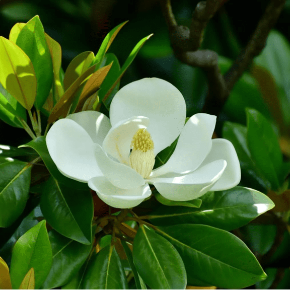 2 Sweetbay Magnolia Tree White Magnolias Flowers Plant 6-12"Tall 4"Pot, No Ship OR, Dormant in Winter