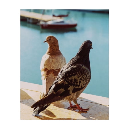Harbor Pigeons - Athens Greece Photography Bird Harbor Water Seaside Nautical Boat Wildlife Unframed Wall Art Print 4 x 6 inches
