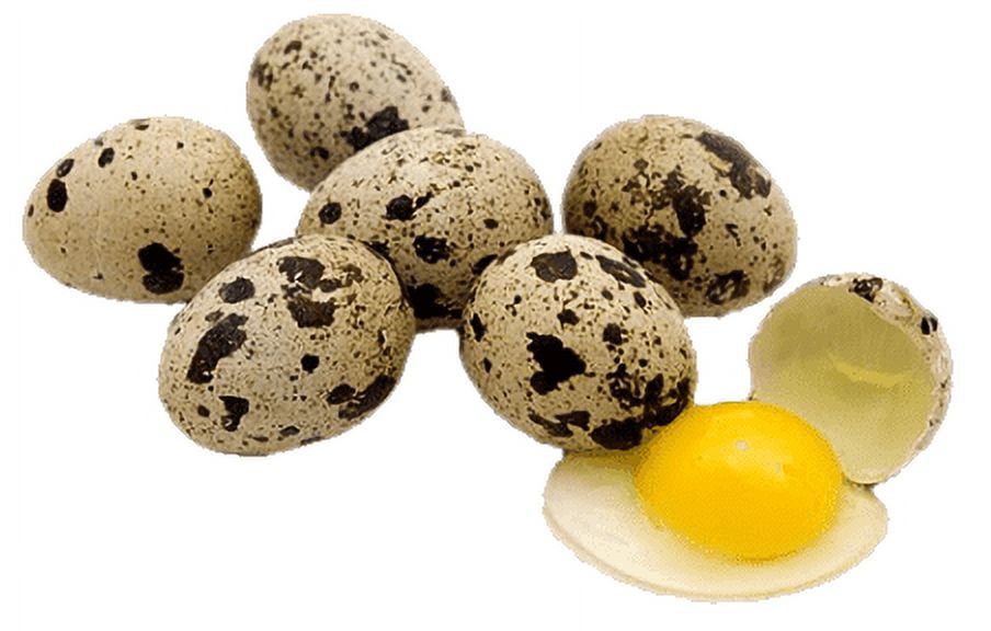 100 Jumbo Quail Egg Cartons Only for Coturnix Bobwhite Quail Two Dozen