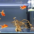 thumbnail image 4 of Wekity Driftwood for Aquarium,3PCs Natural Aquarium Tree Root,Realistic Reptile Fish Tank Decor,Solid Reptile Wood Branches Terrarium Decor,Turtle Tank Wood Tree Root for Aquarium Decoration-0619, 4 of 5