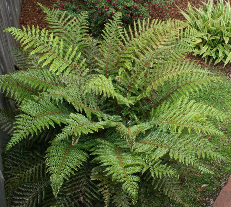10 Lady Fern bare roots 