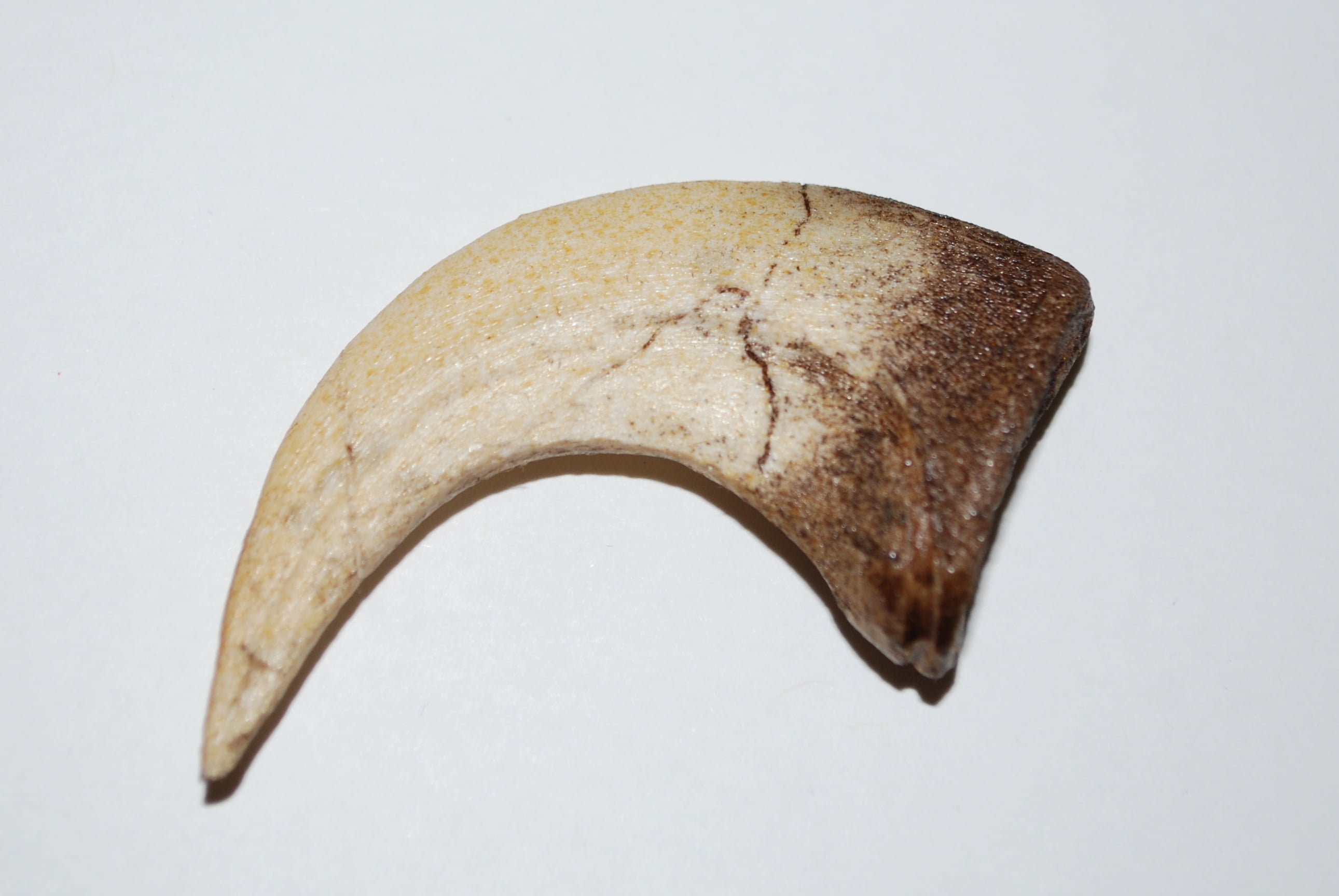 VELOCIRAPTOR Dinosaur Claw Cast (REPLICA Claw) - Walmart.com - Walmart.com