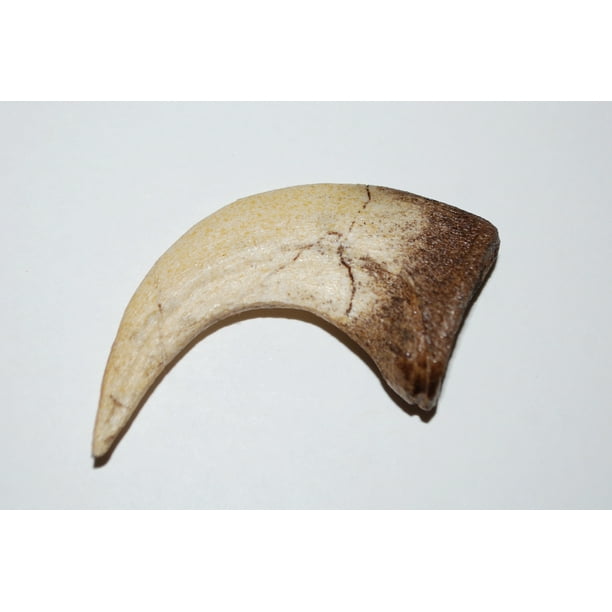 authentic raptor claw
