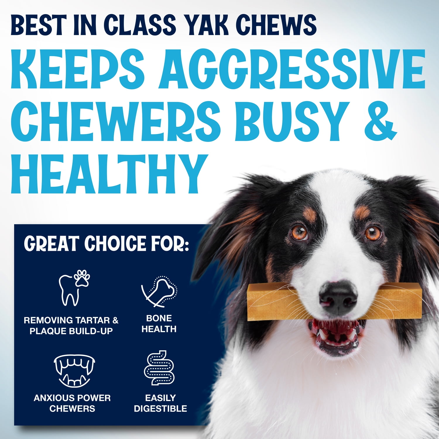 Yak Cheese Himalayan Dog Chews - All Natural Delicious Dog Treat - High Protein Treat for Muscle Development & Energy - Odorless and No GMO - for Medium and Large Dogs – 3 Pounds
