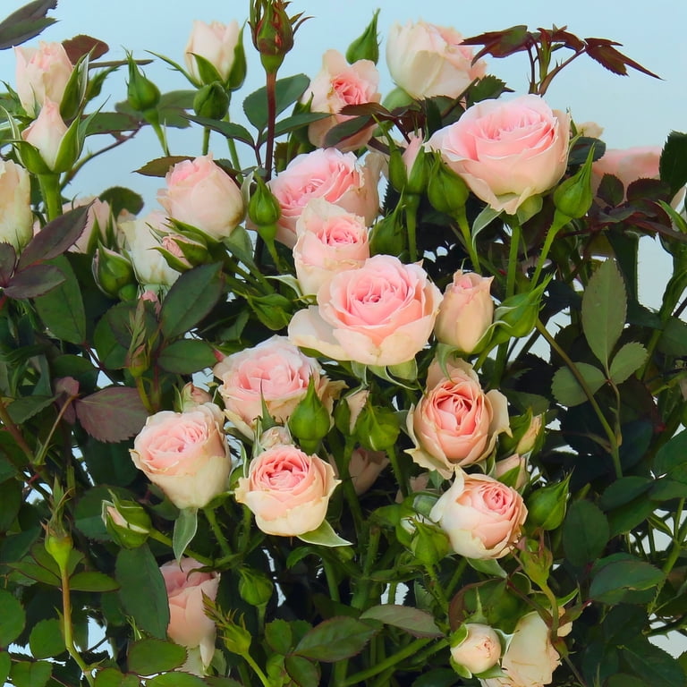 4 in. Cupcake Mini Rose with Pink Flowers (3-Pack)