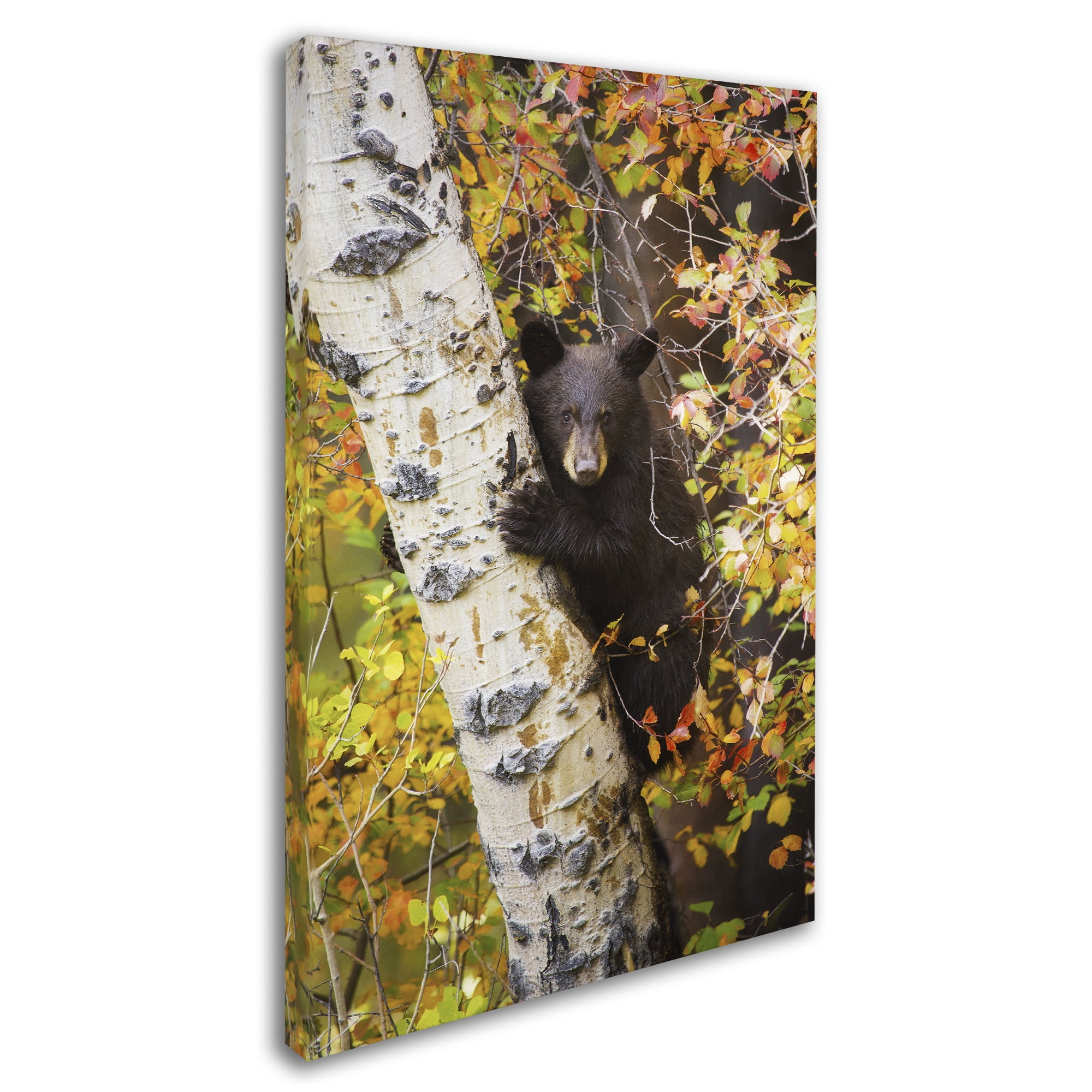 Trademark Fine Art 'Animal 38' Canvas Art by Lantern Press