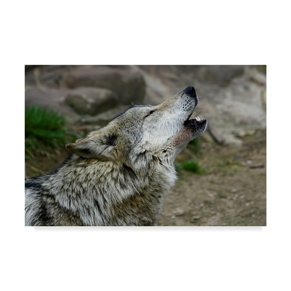 Trademark Fine Art 'Mexican Wolf Howling' Canvas Art by Galloimages Online