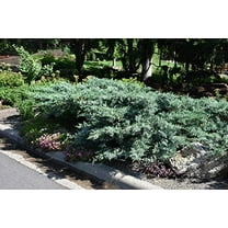 Blue Pfitzer Juniper 10 Live Plants Juniperus Chinensis Drought Tolerant Cold Hardy Evergreen Groundcover