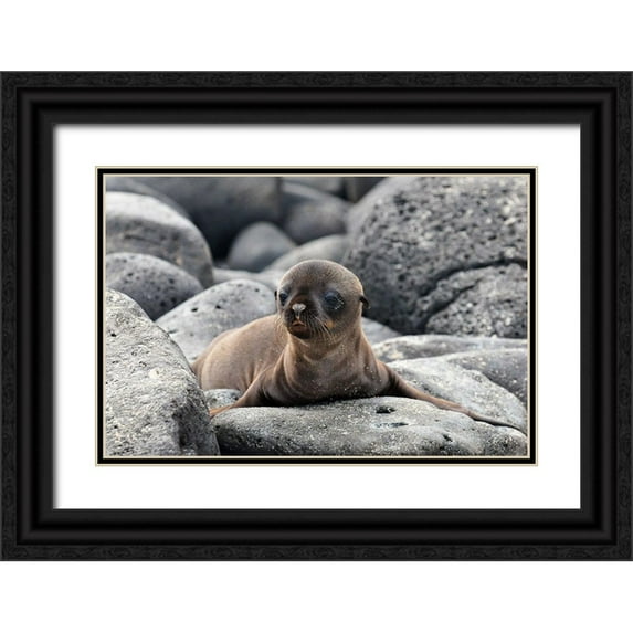 Ben Tov, Ilan 24x17 Black Ornate Wood Framed with Double Matting Museum Art Print Titled - Galapagos Sea Lion pup