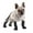 Multicolor, variant on Waterproof, Anti-Slip Dog Boots for Small/Medium Dogs. Protects Paws on hot Pavement, Snow, and Outdoor Walks. Secure Harness Design. Ideal for All Seasons