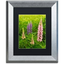Trademark Fine Art "Lupine Family" Canvas Art by Michael Blanchette Photography Black Matte, Silver Frame