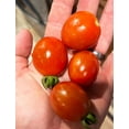 thumbnail image 2 of Sweet Prince Plum Tomato Premium Seed Packet, 2 of 2
