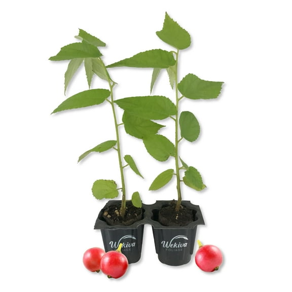 Red Jamaican Cherry Tree - Strawberry Tree - 2 Live Starter Plants in 2 Inch Grower's Pot - Muntingia Calabura - Edible Fruit Bearing Tree for The Patio and Garden