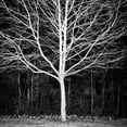 thumbnail image 2 of Urban Epiphany 12x12 White Modern Wood Framed Museum Art Print Titled - Winter Tree Square, 2 of 4