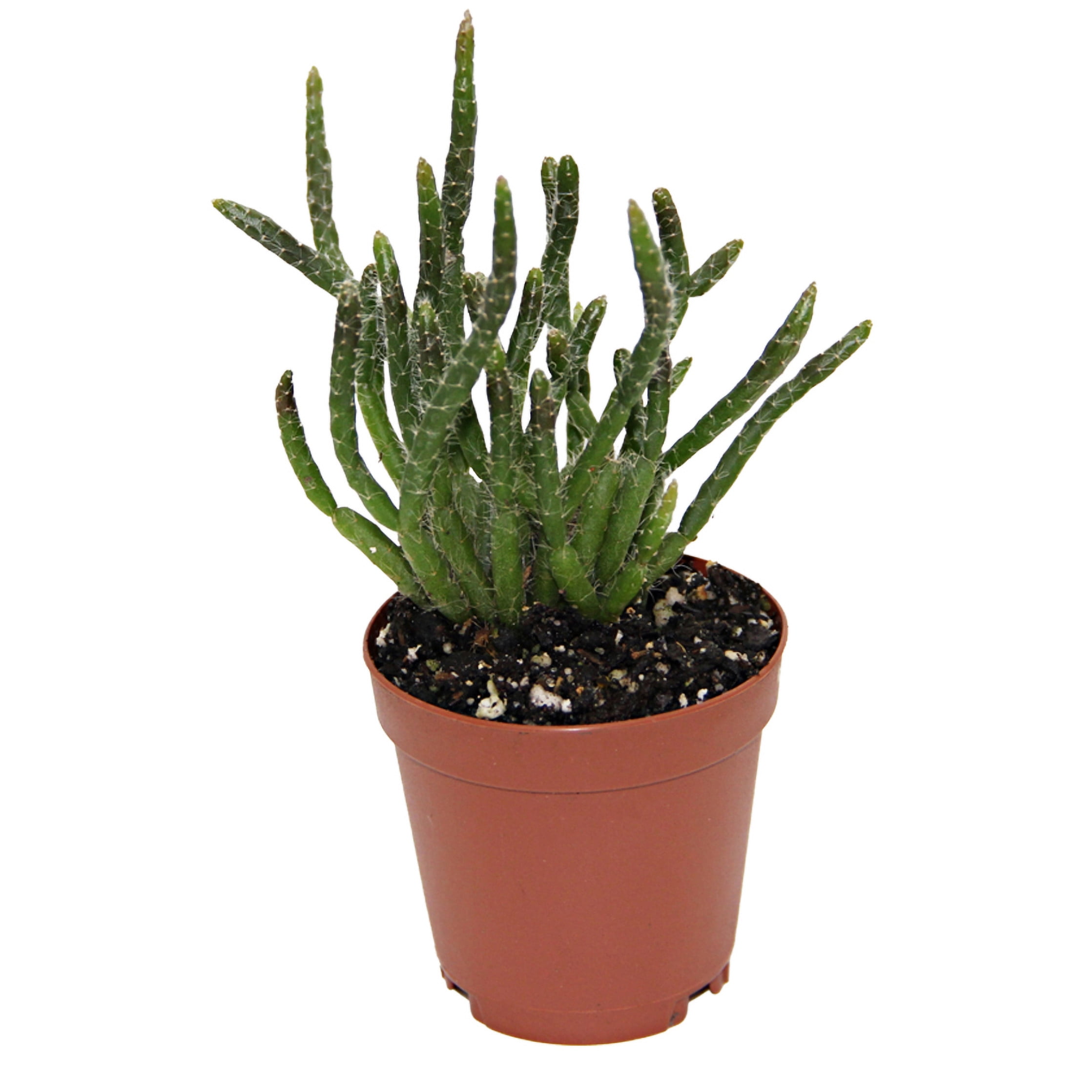 ReptiCulture Assorted Rhipsalis Tropical 2" Pot 3 pk
