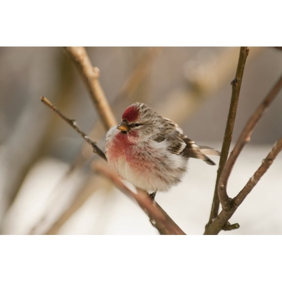 Close Up Of Redpoll Songbird Alaska Spring Canvas Art - Nick Jans  Design Pics (19 x 12)