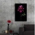 thumbnail image 6 of Epic Art 'Peony Portrait' by Elise Catterall, Acrylic Glass Wall Art, 24"x36", 6 of 8