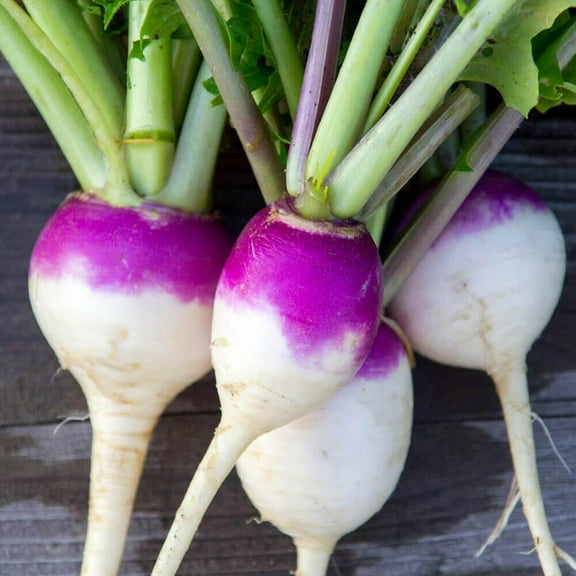 1200  Purple Top Turnip Seeds | Non-GMO Vegetable Garden Seeds from USA