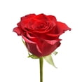 thumbnail image 2 of Red Roses - Farm Direct Fresh Cut Flowers - 50 Stems - by Bloomingmore, 2 of 9