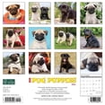 thumbnail image 3 of Just Pug Puppies 2024 12 X 12 Wall Calendar (Calendar), 3 of 3