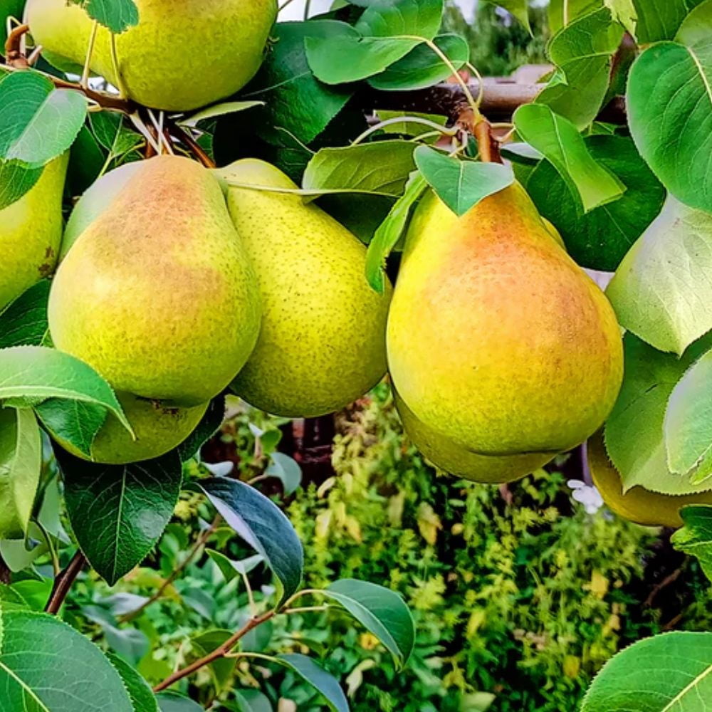 Expert Gardener 2-3 ft tall Baldwin European Pear Live Tree in 5-Gallon Grower Pot