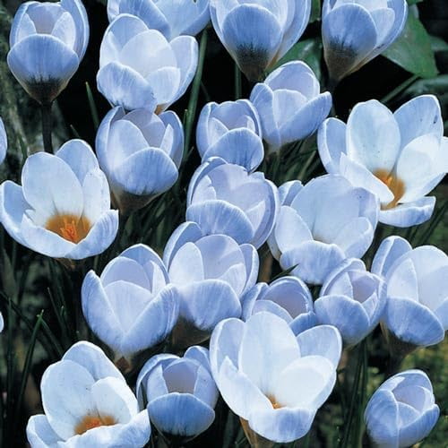 Blue Pearl Crocus Bulbs for Planting - Easy to Grow Perennial (10 Bulbs)