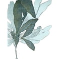 thumbnail image 3 of Vision Studio 19x24 Black Modern Framed Museum Art Print Titled - Seaside Seaweed I, 3 of 5
