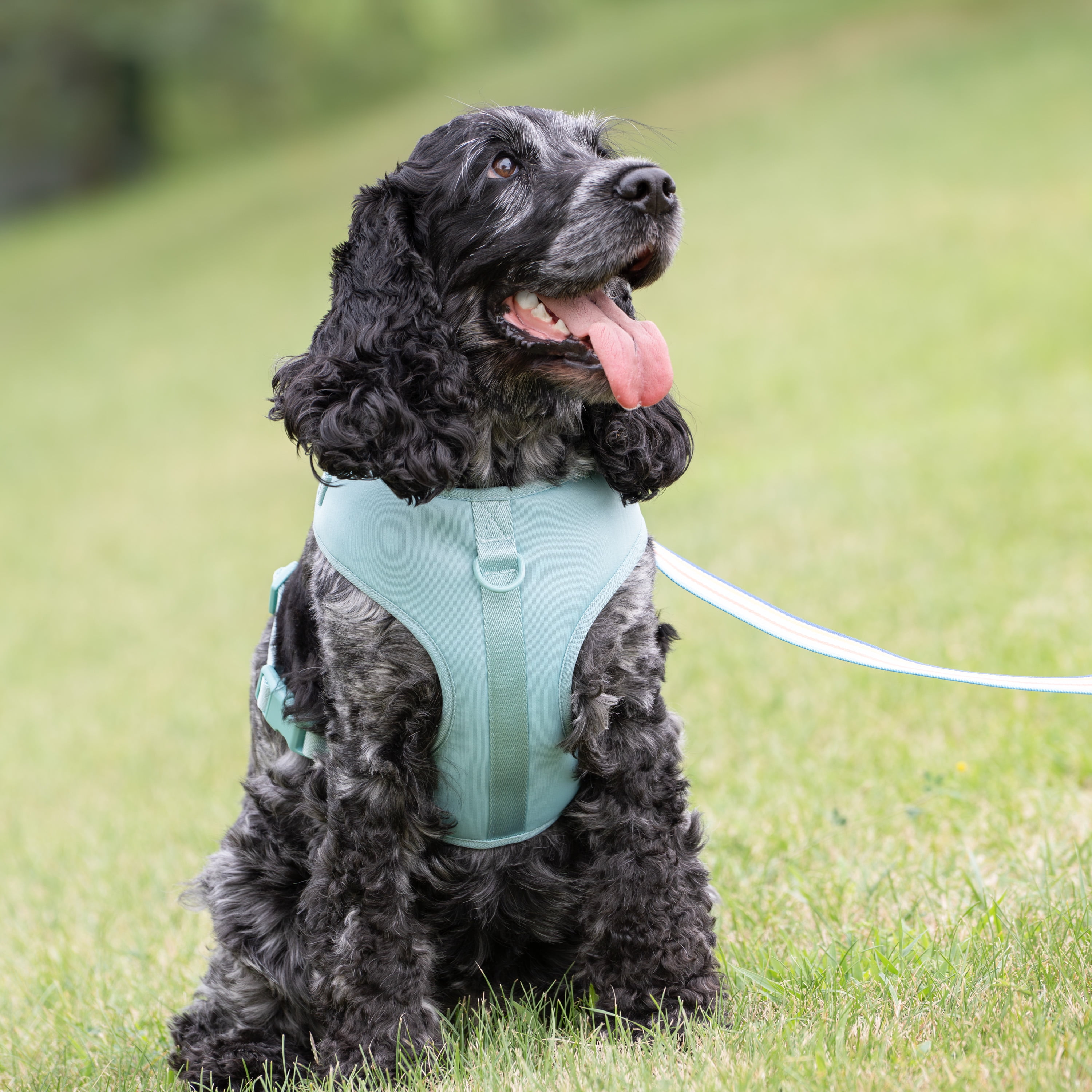Vibrant Life Polyester & Spandex Adjustable Dog Harness, Blue, Medium