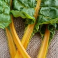 thumbnail image 3 of TomorrowSeeds - Golden Sunrise Swiss Chard Seeds - 600+ Count - For 2026 Planting USA Garden, 3 of 11