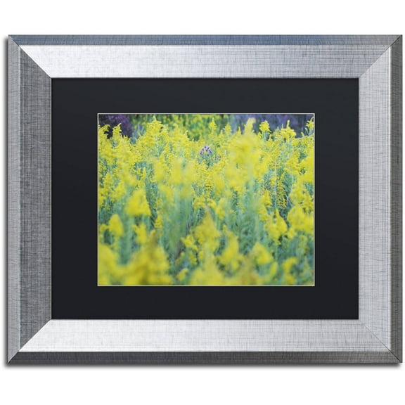 Trademark Fine Art "A Touch of Purple" Canvas Art by Kurt Shaffer, Black Matte, Silver Frame