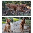 thumbnail image 3 of Arnés para perros Truelove Soft Front. Arnés reflectante antitirones con asa y, 3 of 5