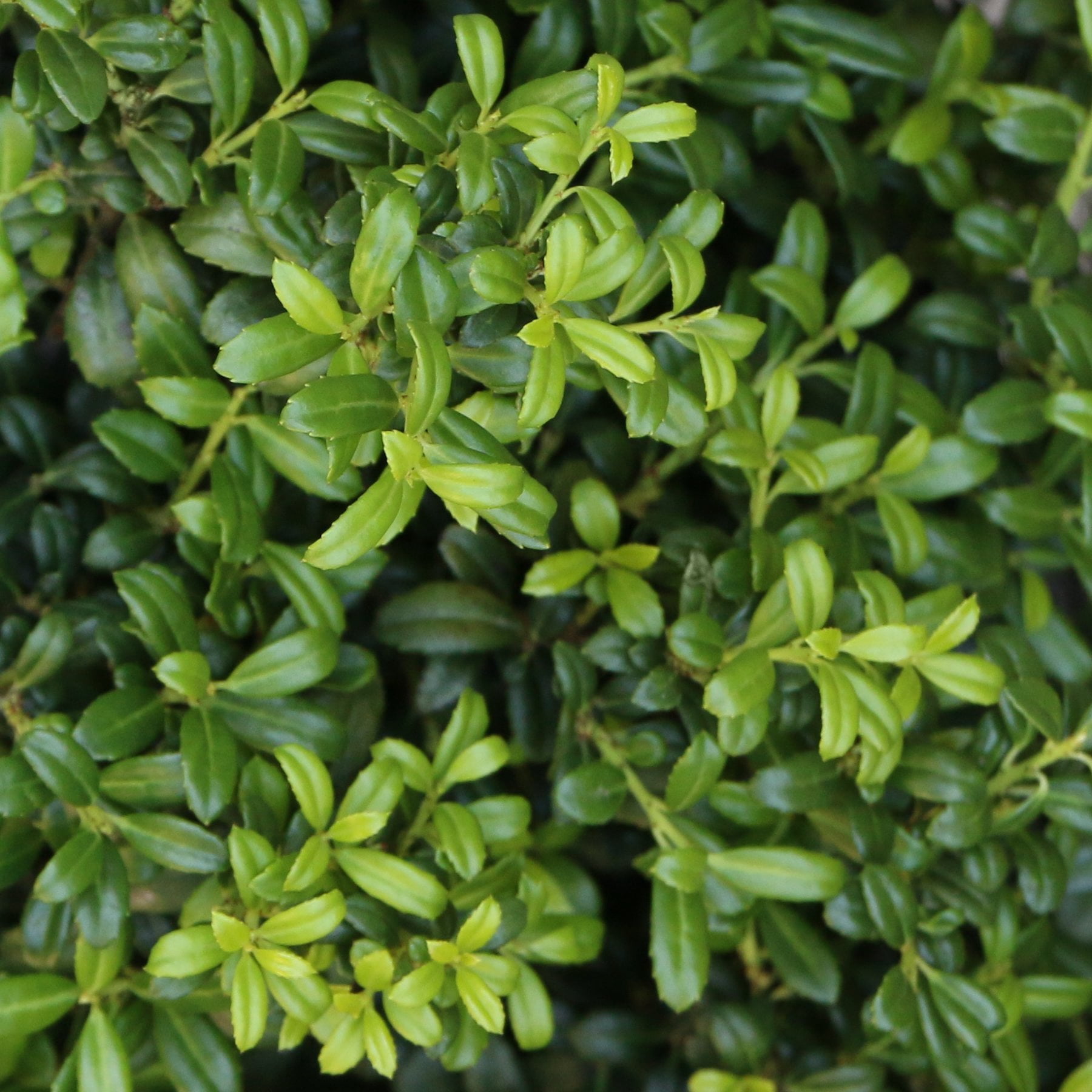 National Plant Network 1 gal Holly 'Soft Touch' Live Shrub with Full Sunlight