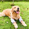 thumbnail image 1 of Manga de Recuperación de Patas Delanteras para Perros Funda de Recuperación de Cirugía para Perros para Patas Delanteras Protector de Codo para Perros Protector de Heridas en ANGGREK Otros, 1 of 8